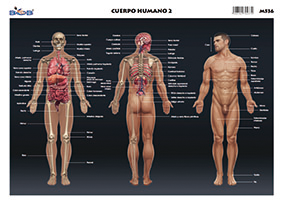 M536 Cuerpo humano 2 (25 pzas)