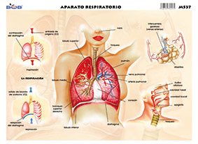 M537 Aparato respiratorio 2 (25 pzas)