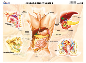 M538 Aparato digestivo 2 (25 pzas)