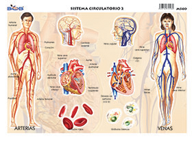 M540 Sistema circulatorio 2 (25 pzas)