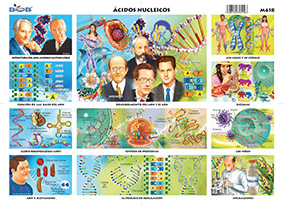 M618 Ácidos nucleicos / ADN - ARN y enzimas (25 pzas)
