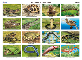 M647 Batracios y reptiles (25 pzas)