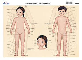 M654 Cuerpo humano infantil (25 pzas)