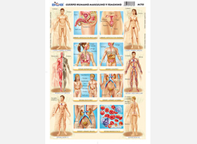 M715 Cuerpo humano masculino y femenino (25 pzas)