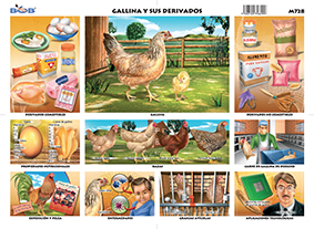M728 Gallina y sus derivados (25 pzas)