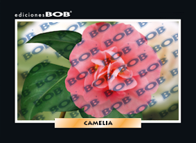 RV268 Camelia (50 pzas)