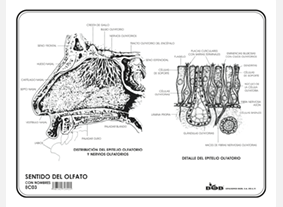 EC03 Sentido del olfato c/n (100 pzas)