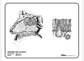 EC04 Sentido del olfato s/n (100 pzas)
