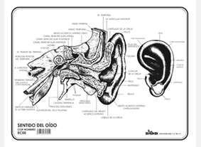 EC05 Sentido del oído c/n (100 pzas)