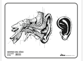EC06 Sentido del oído s/n (100 pzas)