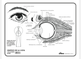 EC09 Sentido de la vista c/n (100 pzas)