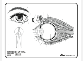 EC10 Sentido de la vista s/n (100 pzas)