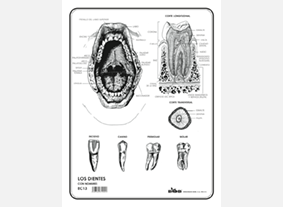 EC13 Dientes c/n (100 pzas)