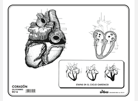 EC16 Corazón s/n (100 pzas)