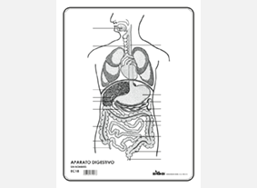 EC18 Aparato digestivo s/n (100 pzas)