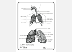 EC21 Aparato respiratorio c/n (100 pzas)