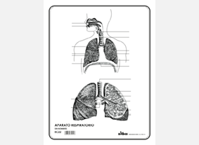 EC22 Aparato respiratorio s/n (100 pzas)