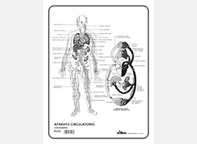 EC23 Aparato circulatorio c/n (100 pzas)