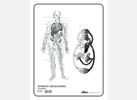 EC24 Aparato circulatorio s/n (100 pzas)