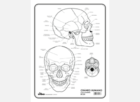EC25 Cráneo humano c/n (100 pzas)