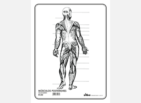 EC30 Músculos posteriores s/n (100 pzas)