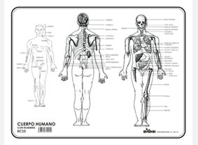 EC33 Cuerpo humano c/n (100 pzas)