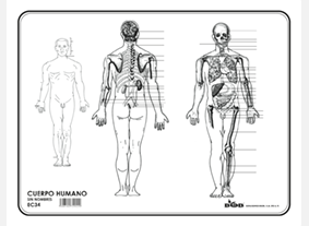 EC34 Cuerpo humano s/n (100 pzas)