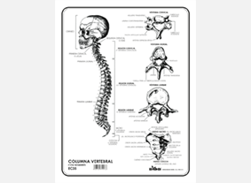 EC35 Columna vertebral c/n (100 pzas)