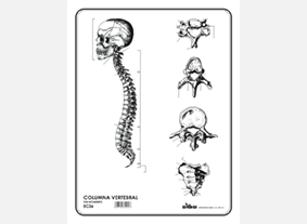 EC36 Columna vertebral s/n (100 pzas)