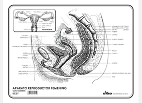 EC37 Aparato reproductor femenino c/n (100 pzas)
