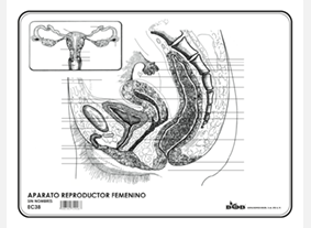 EC38 Aparato reproductor femenino s/n (100 pzas)