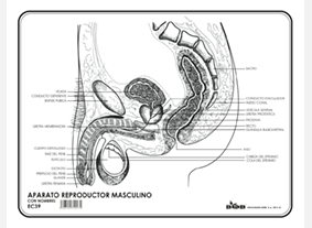 EC39 Aparato reproductor masculino c/n (100 pzas)
