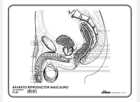 EC40 Aparato reproductor masculino s/n (100 pzas)