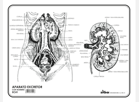EC41 Aparato excretor c/n (100 pzas)