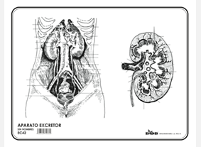 EC42 Aparato excretor s/n (100 pzas)