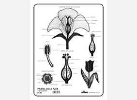 EC43 Partes de la flor c/n (100 pzas)