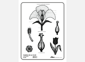 EC44 Partes de la flor s/n (100 pzas)