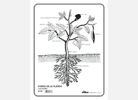 EC45 Partes de la planta c/n (100 pzas)