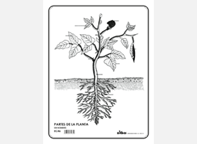 EC46 Partes de la planta s/n (100 pzas)
