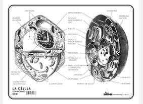 EC51 Célula c/n (100 pzas)