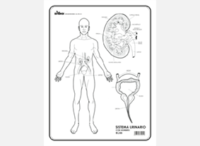 EC55 Sistema urinario c/n (100 pzas)