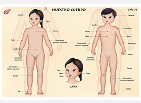 CPR01 Nuestro cuerpo (1 pza)