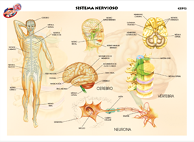 CED12 Sistema nervioso (1 pza)