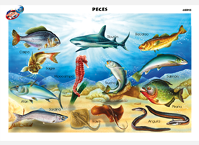 CED15 Peces (1 pza)