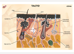 CED46 Tacto (1 pza)