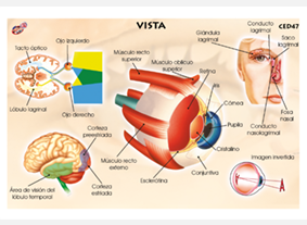 CED47 Vista (1 pza)