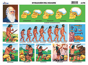 M178 Evolución del hombre 1 (25 pzas)