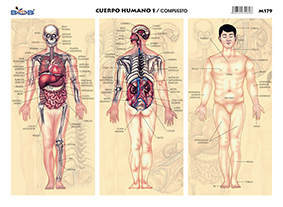 M179 Cuerpo humano 1 / compuesto (25 pzas)