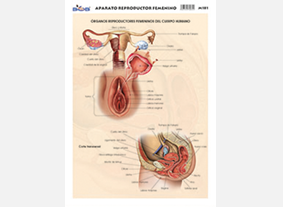 M181 Aparato reproductor femenino (25 pzas)