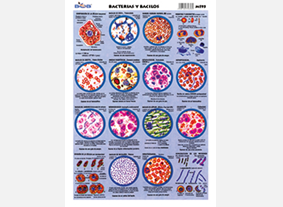 M195 Bacterias y bacilos